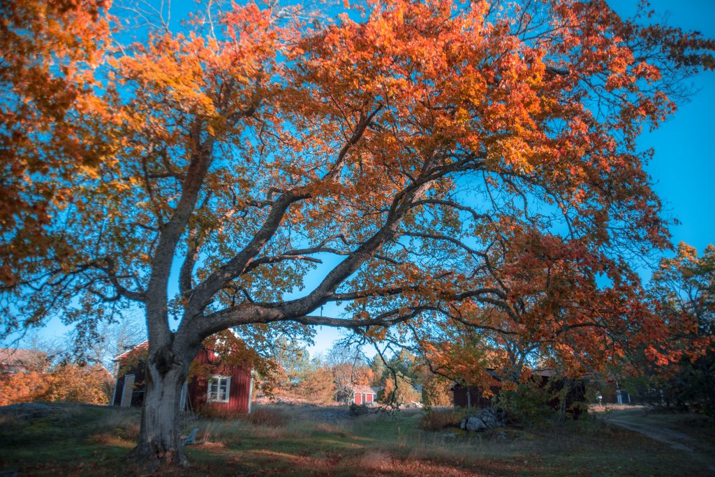 Höstlov på Hasselö
